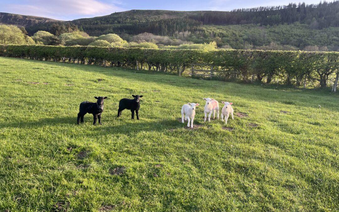 Spring on the Farm: Reflecting on Lambing Season 2025